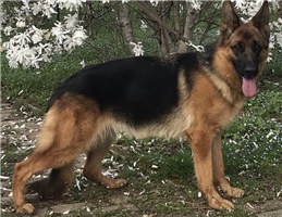 LADY