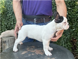 Ambrogio